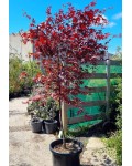 Acer palmatum ’Red Emperor’ полив